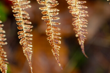 Yellow-brown autumn fern leaves on a dark background close-up