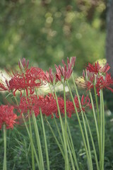 Beautiful cluster amaryllis blooming on the road