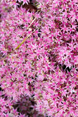 Texture of pink star-shaped flowers
