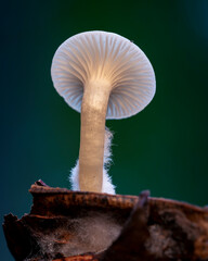 Mushroom macro