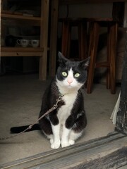 the cat in the house in Takehara Hiroshima