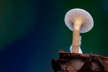 Mushroom desktop wallpaper