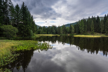 plants on a mountain lake with forest