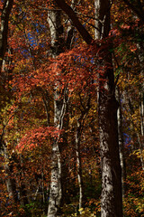 Obraz premium 紅葉した林