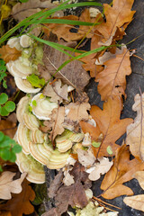Dry autumn yellow and brown leaves and mushrooms on a blackened tree stump