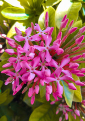 pink flower with blurred background