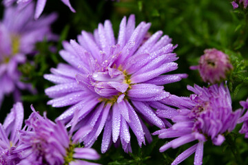 Obraz premium Autumn spray asters of lilac color on a green background