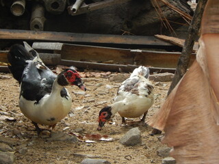 chickens in the farm