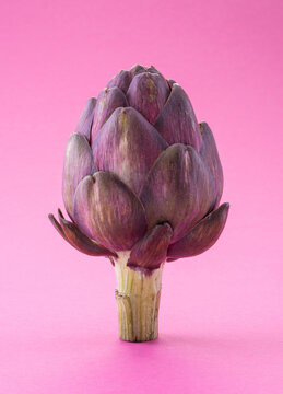 Artichoke flower, purple edible bud isolated on pink background.