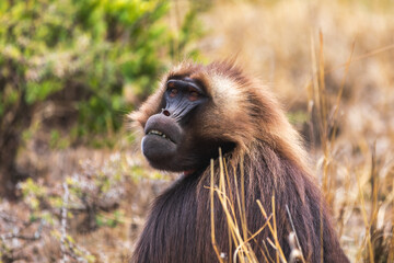 detail portrait of alpha male of endemic animal monkey Gelada baboon. Theropithecus gelada, Debre Libanos, Simien Mountains, Africa Ethiopia wildlife
