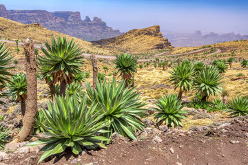 Fototapeta na wymiar Stony winding road in Semien or Simien Mountains National Park landscape in Northern Ethiopia. Africa wilderness, Sunny morning with blue sky and giant lobelia plant in front.