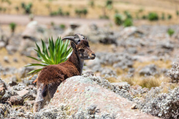 kid baby of very rare Walia ibex, Capra walia, one of the rarest ibex in world. Only about 500 individuals survived in Simien Mountains in Northern Ethiopia, Africa - obrazy, fototapety, plakaty