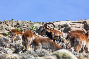 herd of endangered very rare Walia ibex, Capra walia, one of the rarest ibex in world. Only about 500 individuals survived in Simien Mountains National park in Northern Ethiopia, Africa - obrazy, fototapety, plakaty