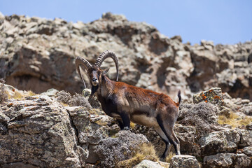 male with horn of rare endemic Walia ibex, Capra walia, Only about 500 individuals survived in Simien Mountains in Northern Ethiopia, Africa - obrazy, fototapety, plakaty