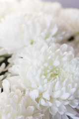 chrysanthemum white flower close up