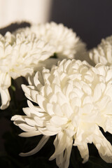 chrysanthemum white flower close up