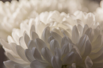 chrysanthemum white flower close up