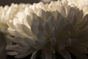chrysanthemum white flower close up