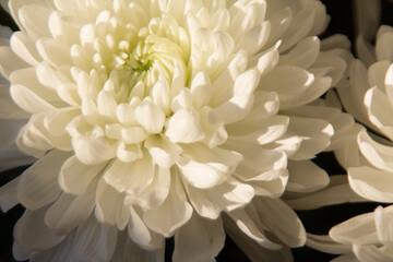 chrysanthemum white flower close up