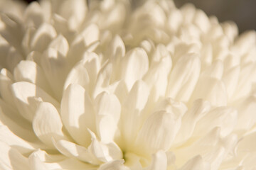 chrysanthemum white flower close up