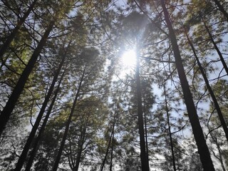 trees and sky