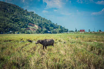 Water Buffalo Standing graze rice grass field meadow sun, forested mountains background, clear sky. Landscape scenery, beauty of nature animals concept summer day