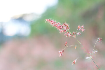 Nature view of grass flower on blurred greenery background in garden with natural flowers landscape, ecology, fresh wallpaper concept.