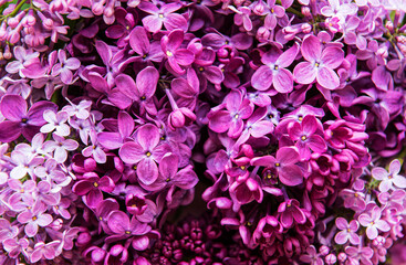 Lilac flower natural background