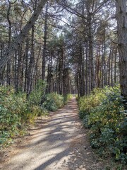 footpath in the woods