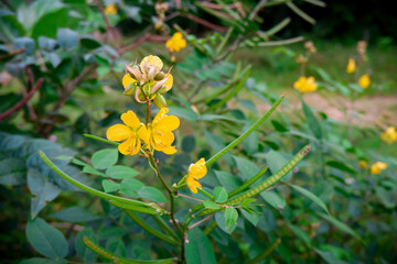 Yellow flower of green leaf blurred and copy space background, Selectived focus picture, Close up