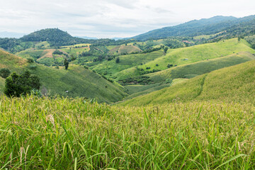 Fototapeta na wymiar Green rice paddy field with mountain background landscape,
