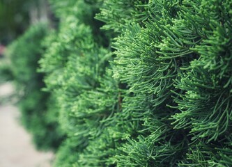 Texture of wall decorated with garlands and green pine fir branches, Christmas decorations background Selectable focus
