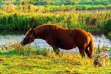 Przystań Waniewo. Narwiański Park Narodowy. Polska Amazonia, Podlasie © podlaski49