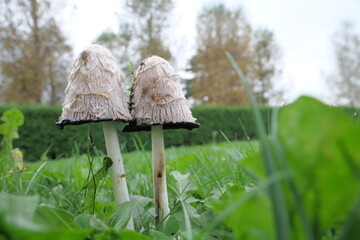 Grzyby na łące © Jacek