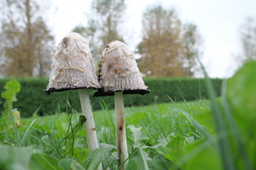 Grzyby na łące © Jacek