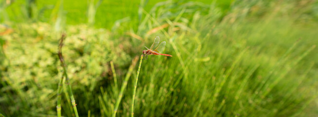 Dragonfly standing over the top of the sprig