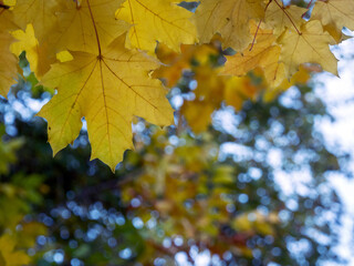 Close-up of yellow maple leaves hanging from above. The blurred outlines of trees are visible in the background. Natural autumn background. Space for text.