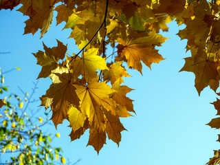 Yellow maple leaves shine through in the sun against a blue sky background. Natural autumn joyful background.