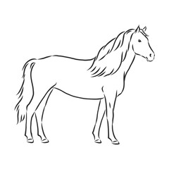 horse vector illustration - black and white outline. beautiful horse, horse icon, vector sketch illustration, the horse is beautiful, vector sketch illustration