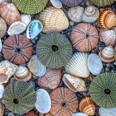 colorful sea urchins and shells with pebbles in sea water, natural pattern background