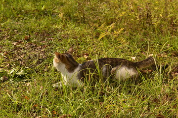 cat eating grass