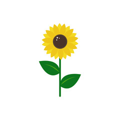 sunflower on white background. flat vector illustration