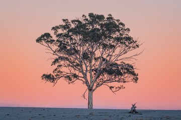 Silhouette of a tree on pink