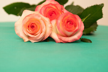 Bouquet of roses on a green background. Fresh pink roses. Blurred background. Selective focus.