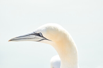 One wild bird head in the wild, Morus bassanus, Northern Gannet on the island of Heligoland on the North Sea in Germany