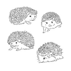 Hedgehog sketch drawing isolated on white background, hedgehog, vector sketch illustration