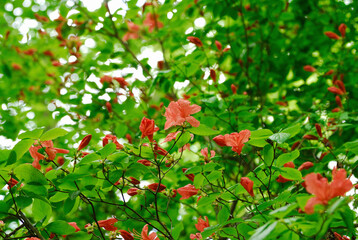 Obraz premium レンゲツツジ