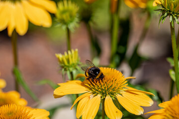 Flowers of  Echinacea - an herb stimulating the immune system