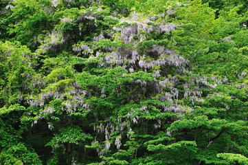 Fototapeta premium ヤマフジ