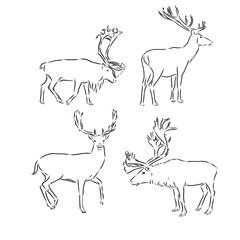 One line design silhouette of deer.hand drawn minimalism style.vector illustration, deer, vector sketch illustration